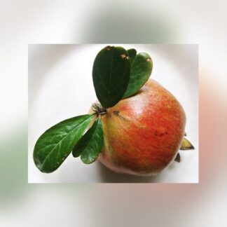 300-Anar Fruit