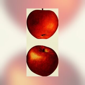 447- U.S Apple