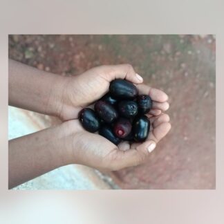 Njaval Pazham