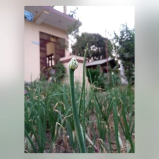 319-Spring Onion