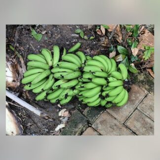 35-Banana Raw