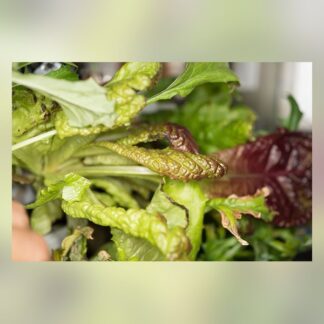 74-Lettuce Veg