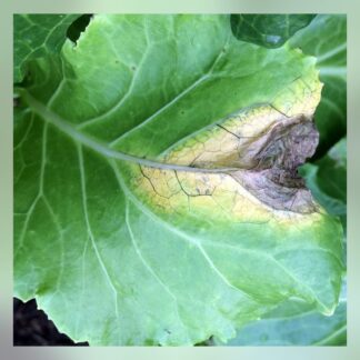 87-Chinese Cabbage Items