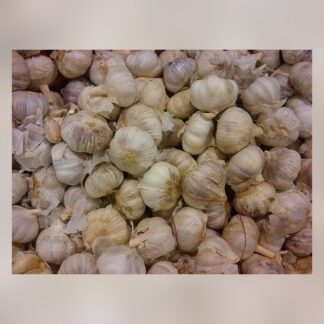 Garlic-123